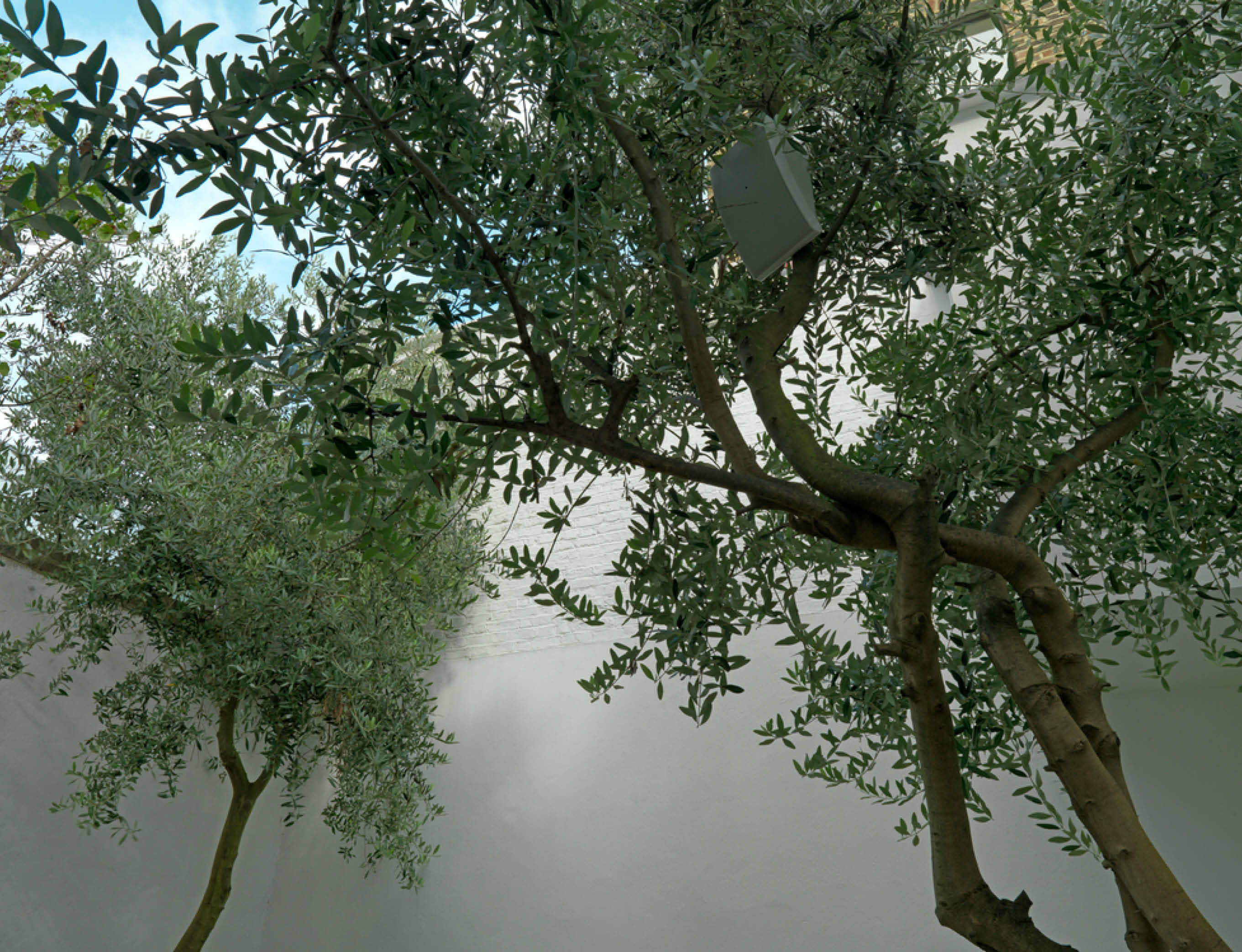 Marina Abramović installs work in tree for Sculpture in the City 2018